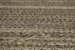 Charadrius asiaticus