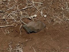 Homo heidelbergensis