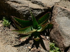 Aloe grandidentata