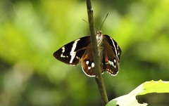 Geyeria decussata