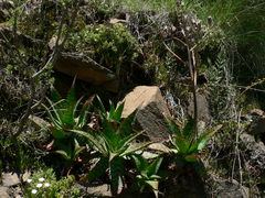 Aloe grandidentata