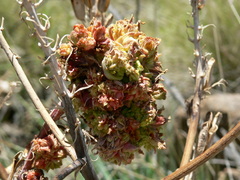 Aceria aloinis