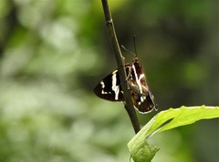 Geyeria decussata