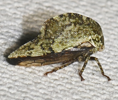 Telamona westcotti