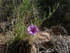 Ipomoea oenotheroides