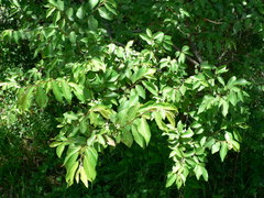 Grewia occidentalis occidentalis