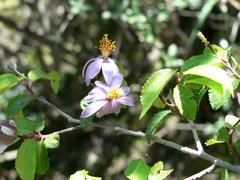 Grewia occidentalis occidentalis
