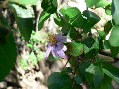 Grewia occidentalis occidentalis