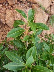 Ochna pulchra