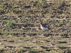 Charadrius asiaticus