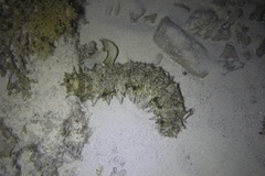 Stichopus horrens