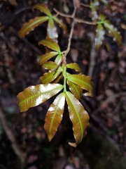 Ochna holstii