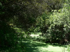 Diospyros lycioides lycioides