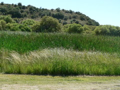 Typha capensis