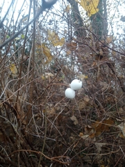 Symphoricarpos albus