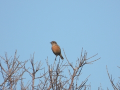 Saxicola rubicola
