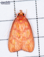 Himmacia