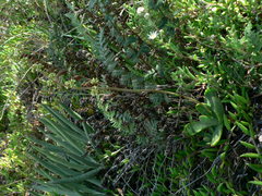 Cotyledon orbiculata dactylopsis