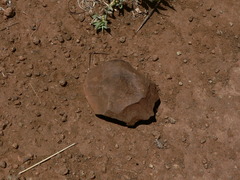 Homo heidelbergensis