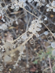 Dimorphocarpa wislizeni