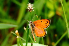 Lycaena clarki