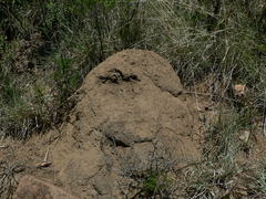 Trinervitermes trinervoides