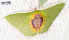 Nemoria astraea