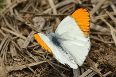 Colotis evenina