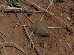 Homo heidelbergensis