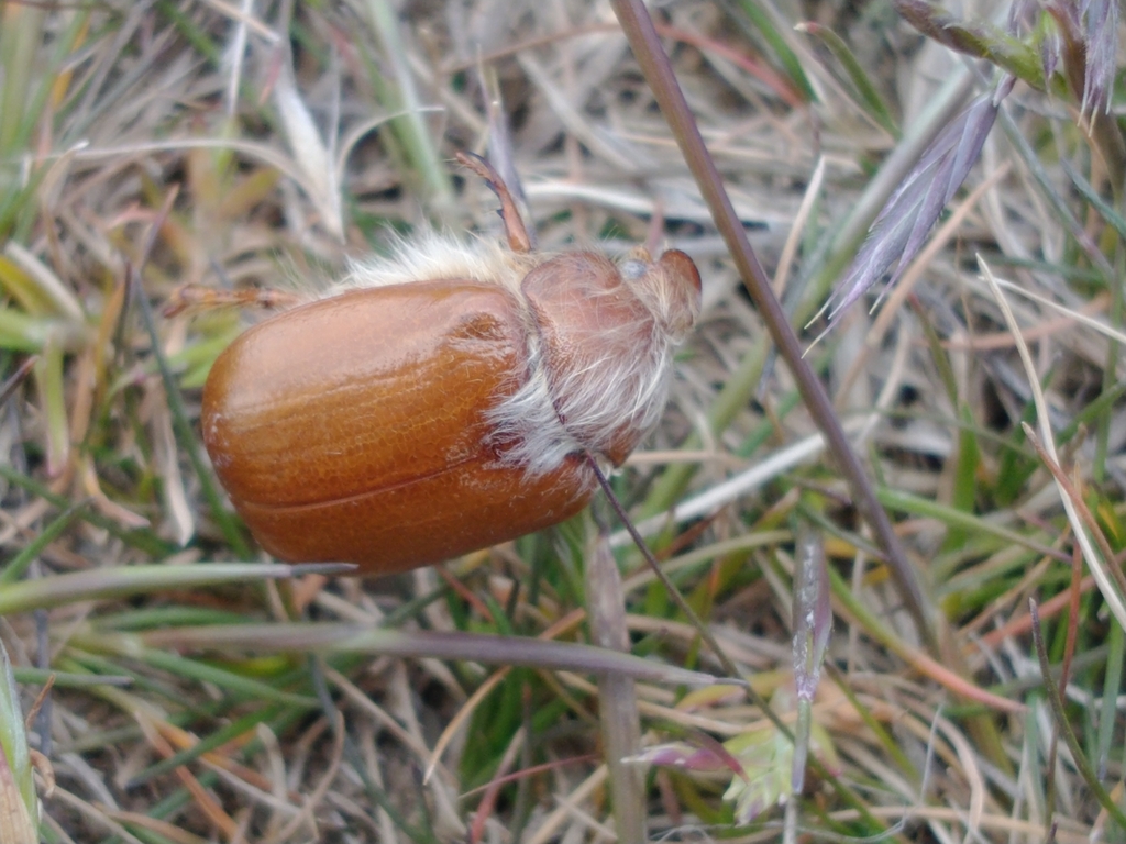 Aulacopalpus pilicollis