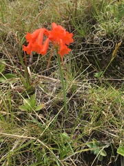 Cyrtanthus epiphyticus