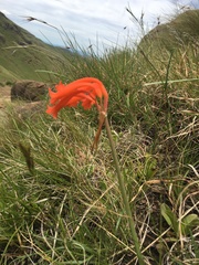Cyrtanthus epiphyticus