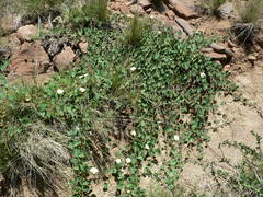 Xenostegia tridentata