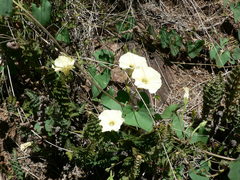 Xenostegia tridentata
