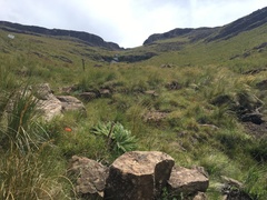 Cyrtanthus epiphyticus