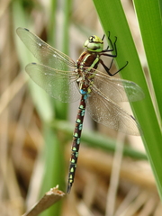 Zosteraeschna minuscula