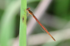 Agriocnemis pinheyi
