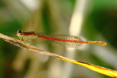 Agriocnemis pinheyi