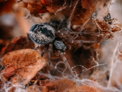 common mesh-weaver