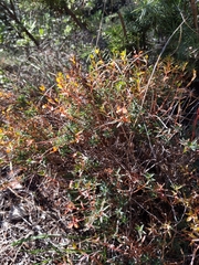 Euphorbia spinosa