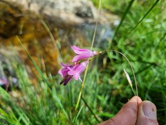Dierama mossii