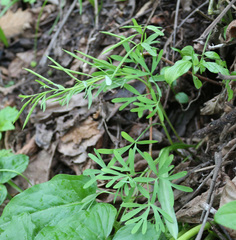 Corydalis angustifolia