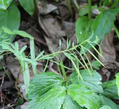 Corydalis angustifolia