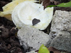 Cepheuptychia glaucina