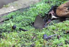 Calycopis