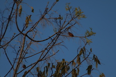 Chlorophonia elegantissima
