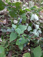 Salvia lasiocephala