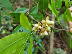 Ochna holstii