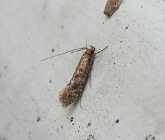 Lindera tessellatella