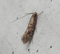 Lindera tessellatella